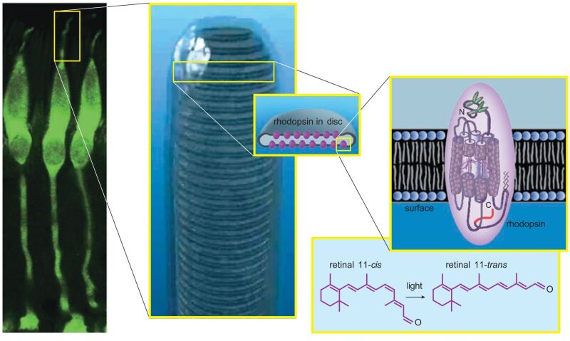 Cone photoreceptors from a monkey are stained with a fluorescent green dye (left). When the outer segments of cones or rods are magnified further, stacked membrane disks are visible inside (middle). The disks are studded with thousands of rhodopsin molecules. Each rhodopsin consists of a membrane-traversing protein with a molecule of retinal covalently bound in its core (right). When exposed to light, the 11-cis bond in the retinal molecule rotates, nudging the opsin protein to also change shape, initiating the process of phototransduction (lower right). (Middle photograph courtesy of Carlos Rozas).