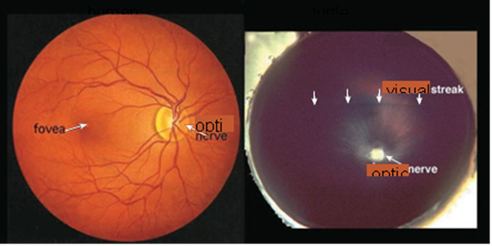 An ophthalmologist’s view of the human retina (left) shows the optic nerve head, from which blood vessels radiate to nourish every part of the tissue, and shows the fovea, which is where images focus most directly and is an area specialized for sharp daylight vision. The fovea is densely packed with more than half of the human cone photoreceptors. The turtle retina (right) has no blood vessels radiating from the optic nerve and no fovea. Instead, it has a visual streak, a region of specialized cells running horizontally above the optic nerve, which can detect fleeting movements and orient those movements relative to the horizon. Regional differentiation is a characteristic of retinas.