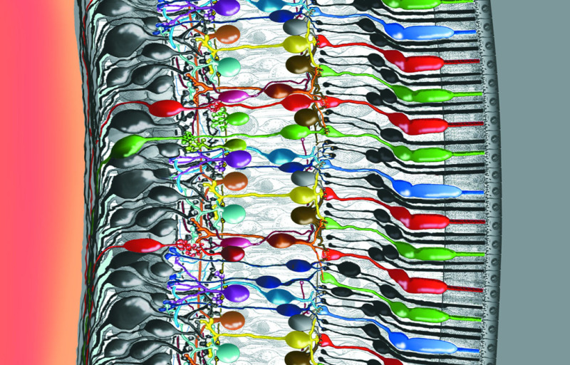 Intricately wired neurons in the retina allow a good deal of image processing to take place in the eye itself. Some of the interactions among the cells in this delicate piece of tissue are well understood, but others not. In this rendering, light enters the eye from the left. The photons travel through the vitreous fluid of the eyeball and penetrate the entire retina, which is less than half a millimeter thick, before reaching the photoreceptors—the cones and rods that absorb photons and respond to light (the colored robust cones and slender black elongate rods attached to the epithelium at right). Signals then pass from the photoreceptors back to the left through a series of neural connections toward the surface of the retina, where the ganglion-cell nerve-fiber layer relays the processed information to the optic nerve and into the brain (Drawing by Helga Kolb).