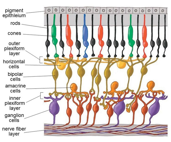 Cells in the retina are arrayed in discrete layers. The photoreceptors are at the top of this rendering, close to the pigment epithelium. The bodies of horizontal cells, bipolar cells and amacrine cells compose the inner nuclear layer. Amacrine cells lie close to ganglion cells near the surface of the retina. Axon-to-dendrite and dendrite to dendrite neural connections make up the outer and inner plexiform layers separating cell bodies layers.