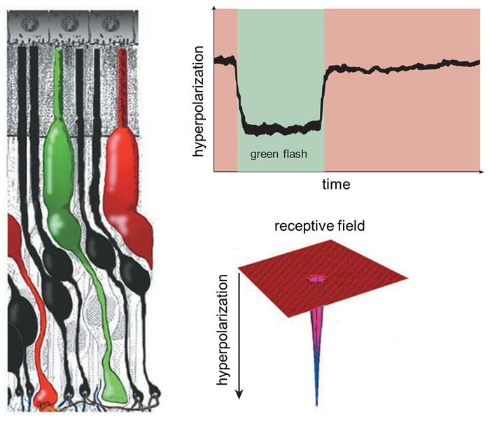 A single green-sensitive cone photoreceptor (left) responds to the presence of green light by becoming hyperpolarized; that is, the membrane’s electrical potential becomes more negative. The hyperpolarization lasts as long as the light flash (top right). The cone only responds to light immediately directed to it, so its receptive field is very narrow (bottom right). These sorts of waveforms in response to light were originally termed ‘S-potentials’.