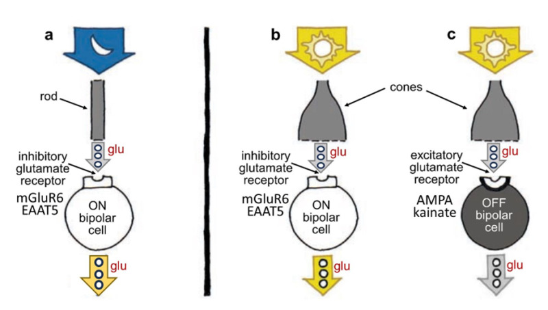Photoreceptors transmit information to bipolar cells using the molecule glutamate (glu), but different bipolar cells respond differently to the molecule; some are excited and depolarize, whereas others are inhibited and hyperpolarize, depending on the kind of glutamate receptors on their surface. ON bipolar cells, which contact either rods or cones, are excited and depolarized by light (a, b) but inhibited by glutamate; OFF bipolar cells, which in mammals largely only contact cones, are hyperpolarized and inhibited by light (c) but excited by glutamate. Rod and cone bipolar cells all release glutamate from their axon terminals. Contrary to what one might expect, photoreceptors stop releasing glutamate when stimulated by light, in turn causing ON bipolar cell disinhibition leading to release of excitatory glutamate from ON bipolar axons. Release of glutamate from OFF cone bipolar cells is inhibited by light. OFF bipolar cell glutamate receptors are of the ionotropic AMPA or kainate types. ON bipolar cell glutamate receptors are generally of the metabotropic mGluR6 type, though in fish retinas, a glutamate transporter molecule, EAAT5, which forms channels for the inhibitory chloride ion on binding glutamate, is also expressed.