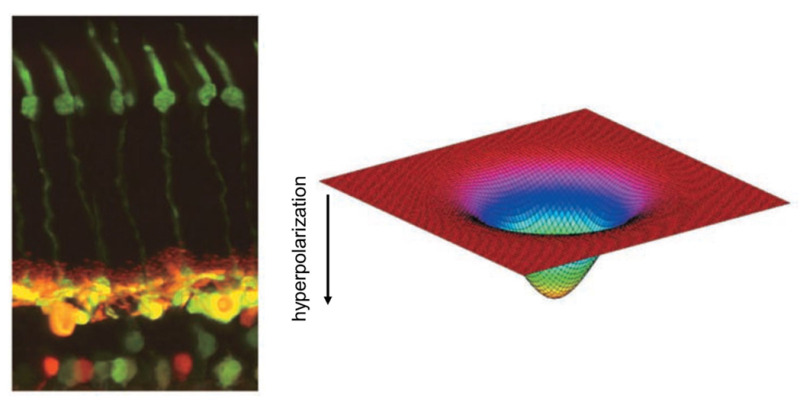 Photomicrograph of a cat retina shows the elongated green-stained cone photoreceptors (left, top) and the horizontal and bipolar cells to which they connect (left, bottom). The horizontal cells are stained yellow; the bipolar and amacrine cells lie below them, stained green and red. Horizontal cells modulate the signals of photoreceptors and bipolar cells. The receptive fields of horizontal cells are smoothly varying and very wide (right) because of electrical coupling among the cells.