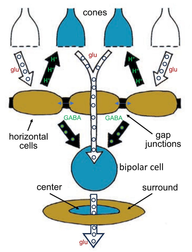 Horizontal cells accumulate information from a wide network of other horizontal cells and influence the signals bipolar cells transmit by adding an opponent surround signal to their receptive fields. The horizontal cells influence bipolar cells both directly, through chemical synapses using GABA, and indirectly, by inhibiting cone synaptic release by altering synaptic pH.