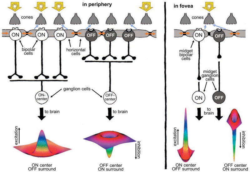 Human retinas, like all vertebrates, have ON-center and OFF-center ganglion cells. ON-center ganglion cells are activated when a spot of light falls in the center of their receptive field, whereas OFF-center ganglion cells fire in response to light falling on their fields’ periphery while leaving the center dark. Horizontal cells, whose syncytial gap junctions (brown arrows) transfer distal signals laterally, convey antagonistic surround signals to cones (blue-gray arrows) and bipolar cells (not shown) through feedback synapses on cones and/or feed forward synapses on bipolar cells and thence onward to ganglion cells. Ganglion cell receptive fields are well represented by a ‘difference of Gaussians’ (Mexican hat) shape, reflecting integration of opposing information from centers and surrounds. This kind of processing helps sharpen the boundaries of images. In the fovea (right), the receptive fields of ganglion cells are much narrower than in the periphery (left). In fact, in the fovea, each ganglion cell carries information from only a single cone.A foveal cone always feeds information to two midget ganglion cells, an ON and an OFF type, each providing signals to the brain. The foveal ganglion cell signal also carries a color message reflecting the spectral type of the individual cone (red or green) that it services.