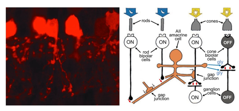 AII amacrine cells play an important role in transmitting information from rod photoreceptors to ganglion cells. As seen with selective staining by parvalbumin antibodies in the hamster retina (left), AII dendrites are bistratified, penetrate the full depth of the inner plexiform layer, but are narrow in lateral spread. AII amacrine cells collect messages from many rod-connected bipolar cells (right), allowing the detection of very dim light. They feed information directly to OFF ganglion cells through inhibitory synapses. They piggy-back onto the ON-cone-bipolar-to-ON-ganglion-cell signal pathway by means of gap junctions with ON cone bipolar cells. In the schematic, red arrows are excitatory glutamatergic synapses between rod bipolar cells and AII amacrine cells and between cone bipolar cells and ganglion cells. Blue arrows are glycinergic (gly) inhibitory synapses from AII amacrine cells to both OFF cone bipolar cells and OFF ganglion cells. Gray arrows are gap junctions allowing signals to pass electrically between AII amacrine cells, and from AII amacrine cells to ON cone bipolar cells (right).